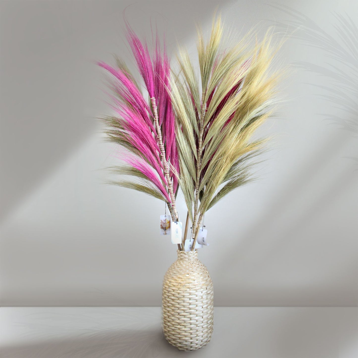 Palmera Rubia de Rayung - 1.6m