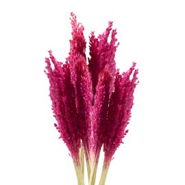 Manojo de Hierba Cantal - Rosa
