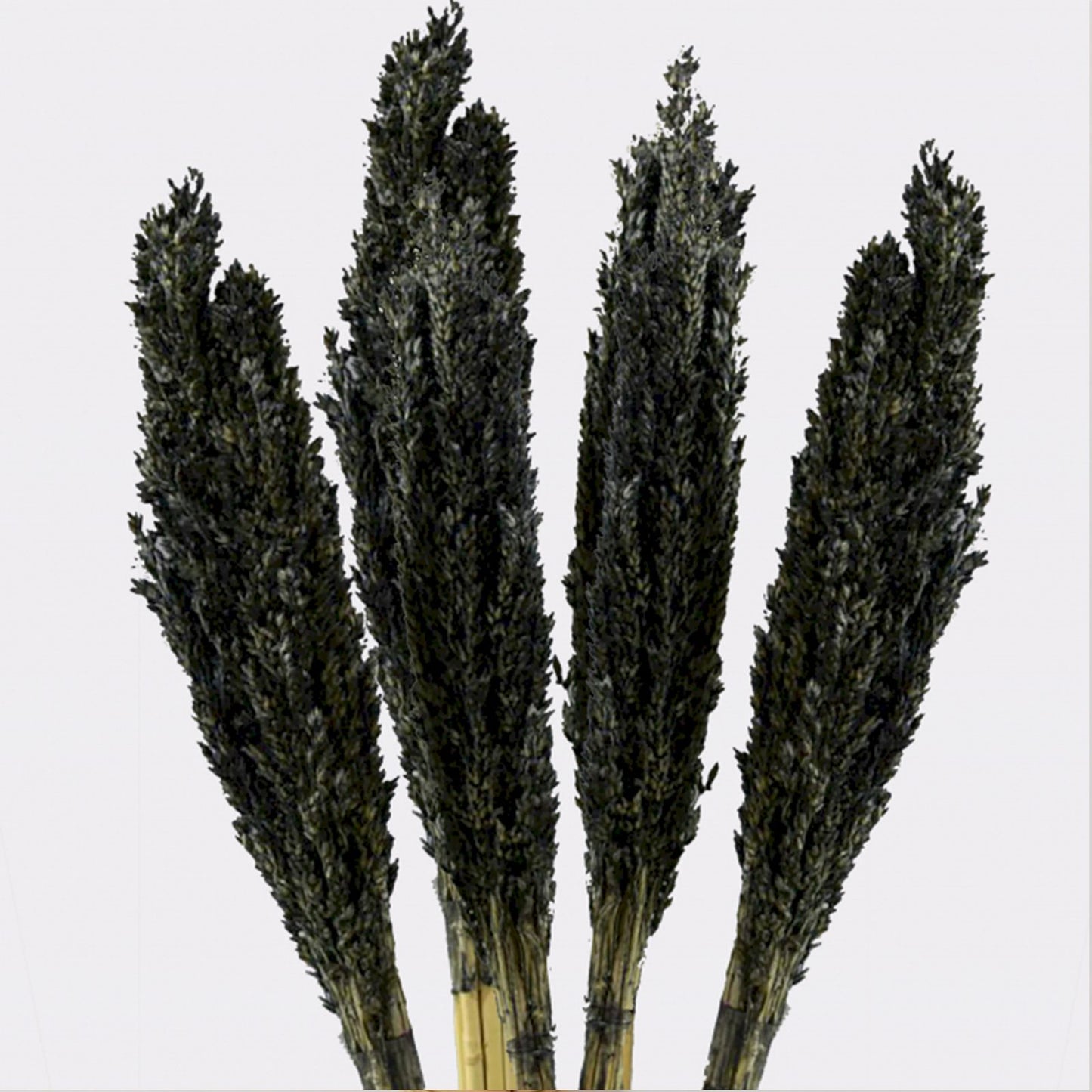 Manojo de Hierba Cantal - Negro