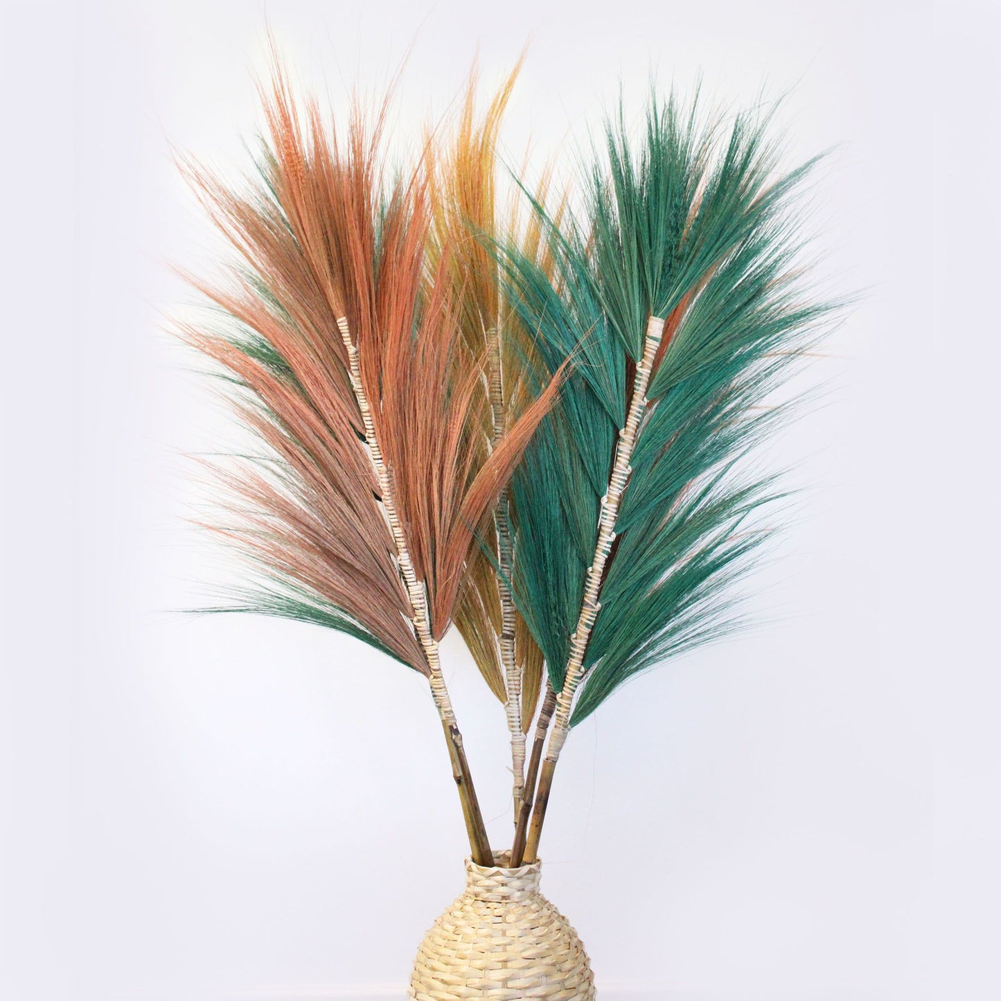 Palmera Coral de Rayung - 1.6m